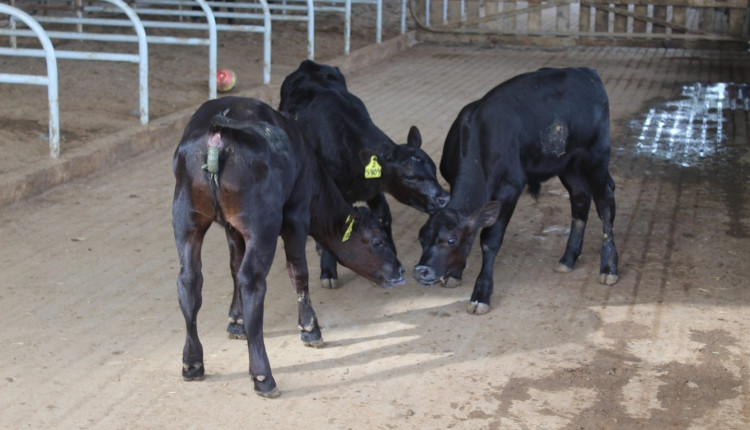 bezerros angus