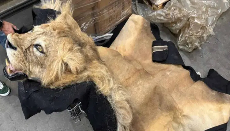 Ibama apreende partes de girafa e de leão no Aeroporto de Guarulhos (SP)
