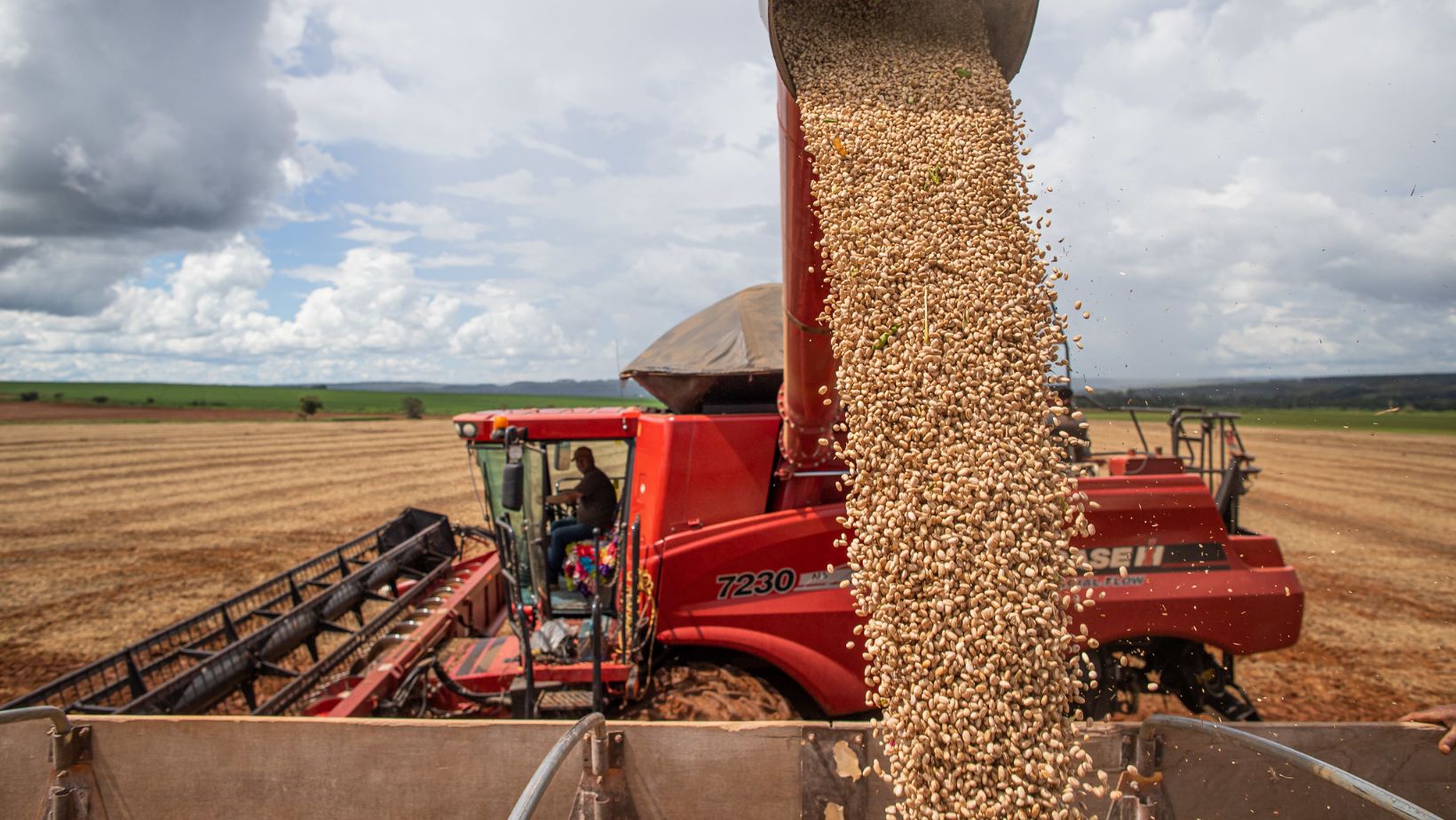 colheita de feijao caminhao colheitadeira fotao