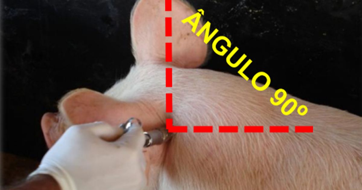 como a imunocastracao transforma a carne suina