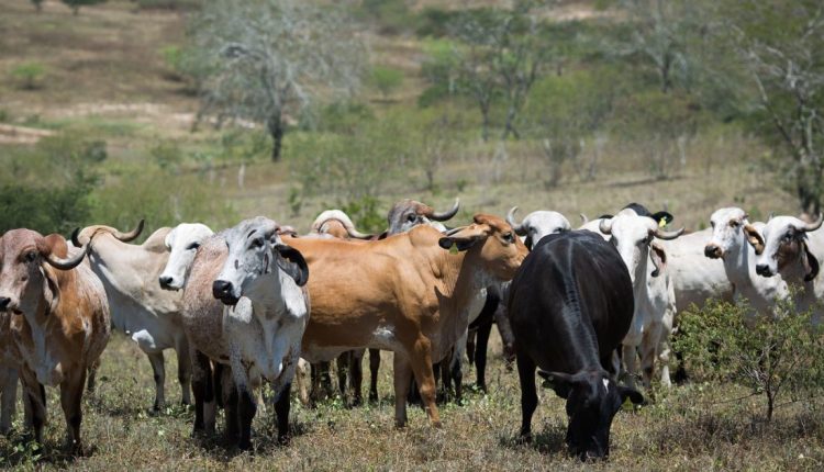 gado gir e girolando em fazenda - fotao