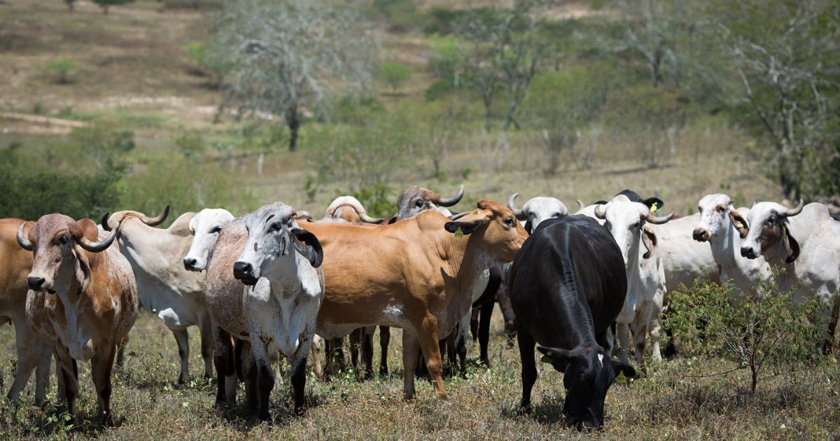 gado gir e girolando em fazenda - fotao