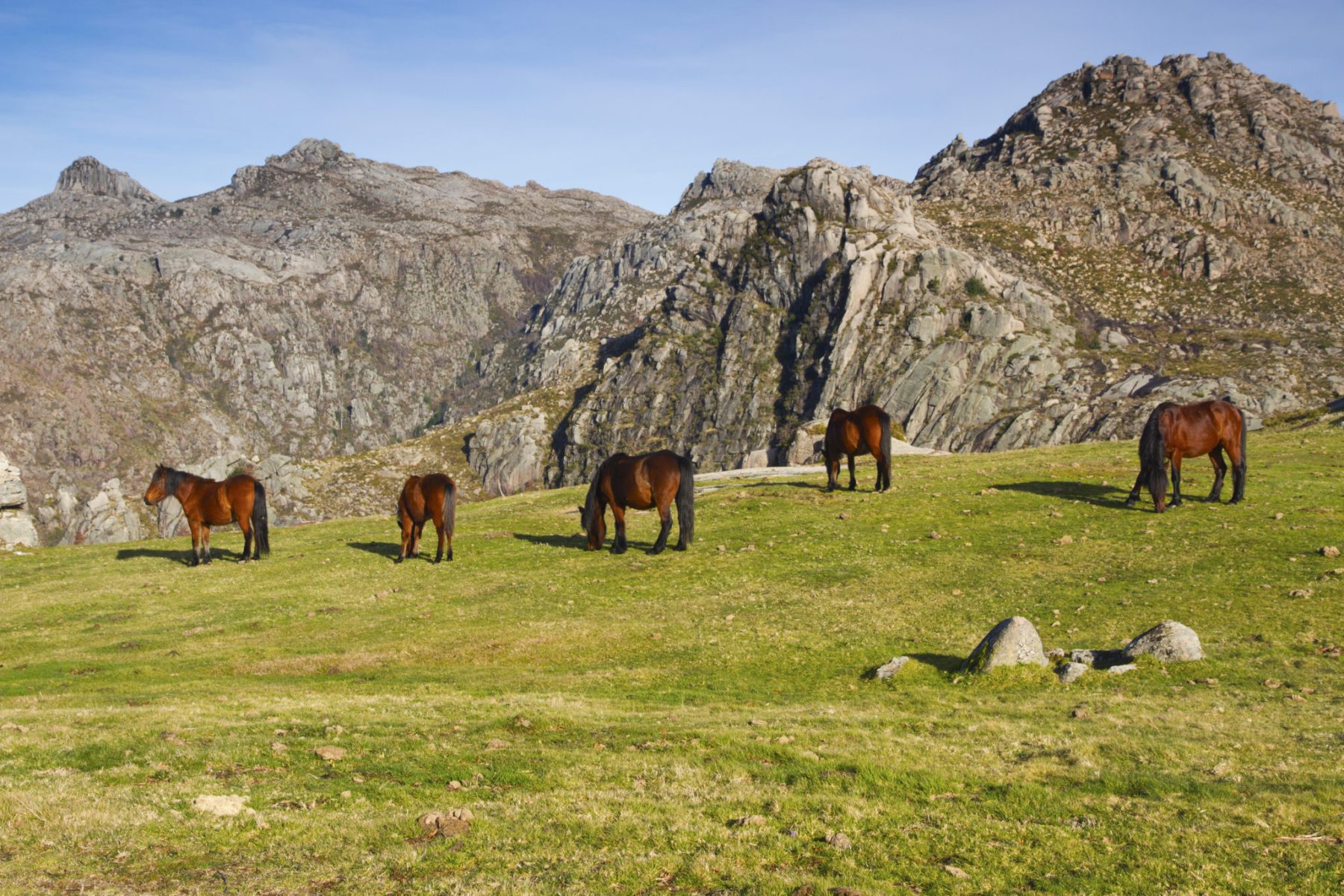 cavalos da raça Garranos