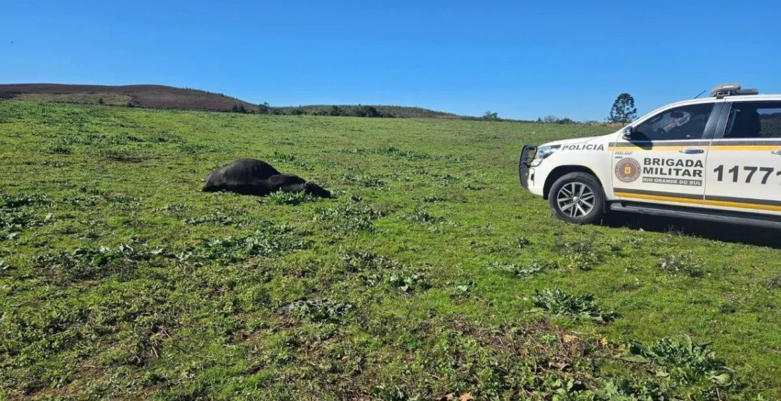 Animal tentou atacar agentes da Brigada Militar e foi abatido • Brigada Militar do Rio Grande do Sul