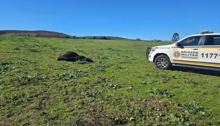 Animal tentou atacar agentes da Brigada Militar e foi abatido • Brigada Militar do Rio Grande do Sul