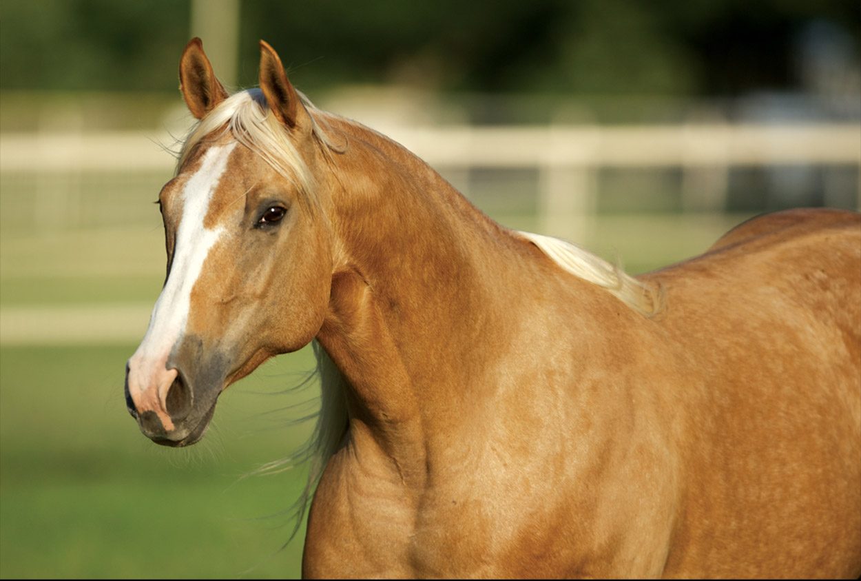 Conheça as éguas mais caras da história do Quarto de Milha