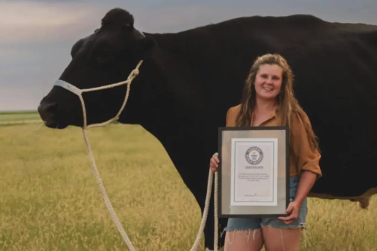 Quem é o maior boi do mundo? Veja onde ele mora, o peso e o que o tornou tão conhecido