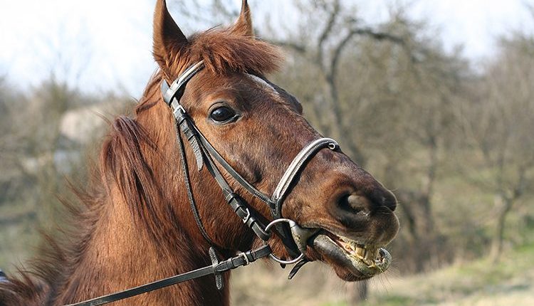 Manejo nutricional adequado contribui para a prevenção da Síndrome Metabólica Equina