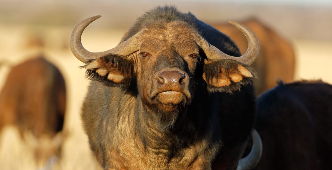 Uso de búfalos como proteção contra ataques de onças ao gado