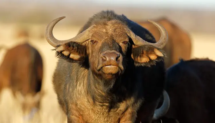 Uso de búfalos como proteção contra ataques de onças ao gado