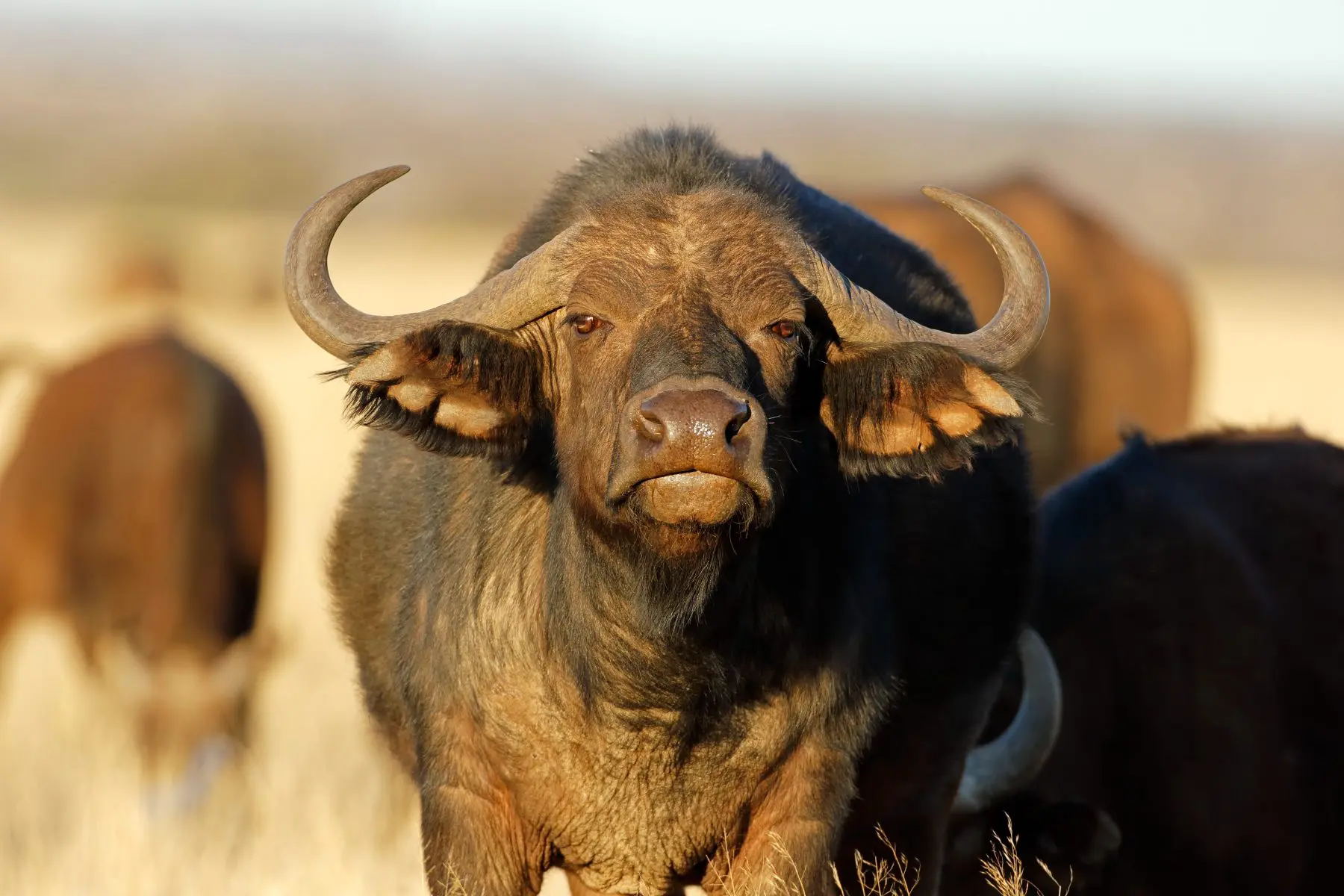 Uso de búfalos como proteção contra ataques de onças ao gado