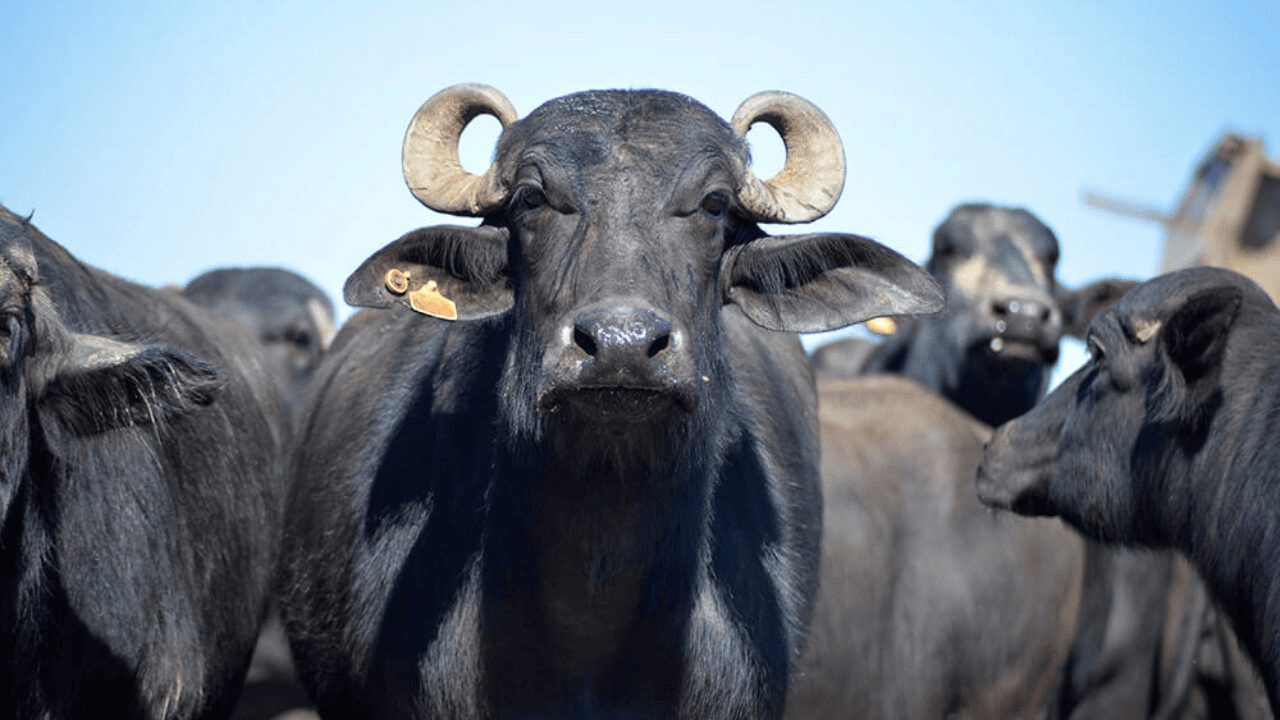 Uso de búfalos como proteção contra ataque de onças ao gado