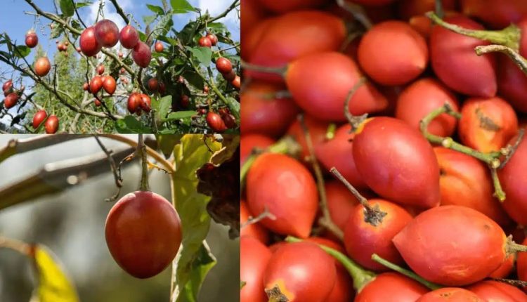 Tomate nasce em árvore? Conheça essa planta exótica