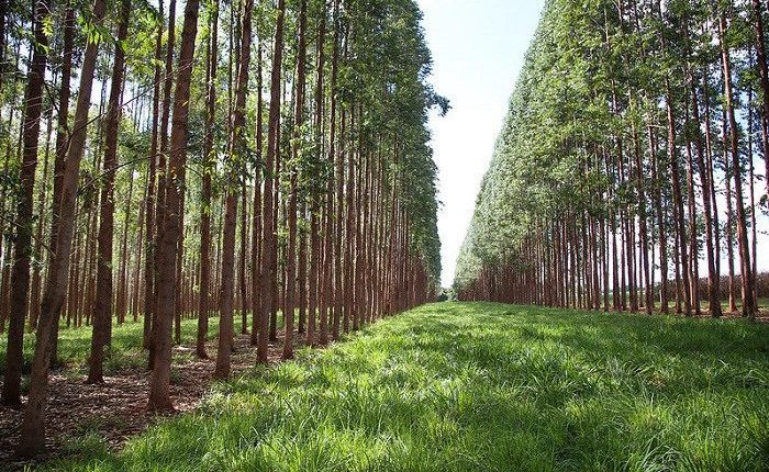 Onde está a silvicultura no Brasil? Confira os principais estados produtores