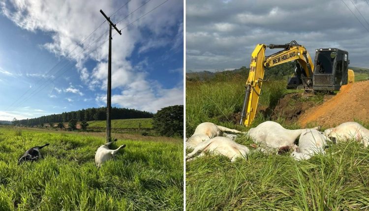 Fio de alta tensão cai e mata vacas prenhes e bezerros em Linhares