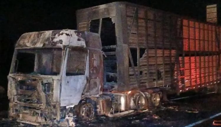 Carreta com gado nelore pega fogo e motorista solta animais na BR-040 para evitar mortes