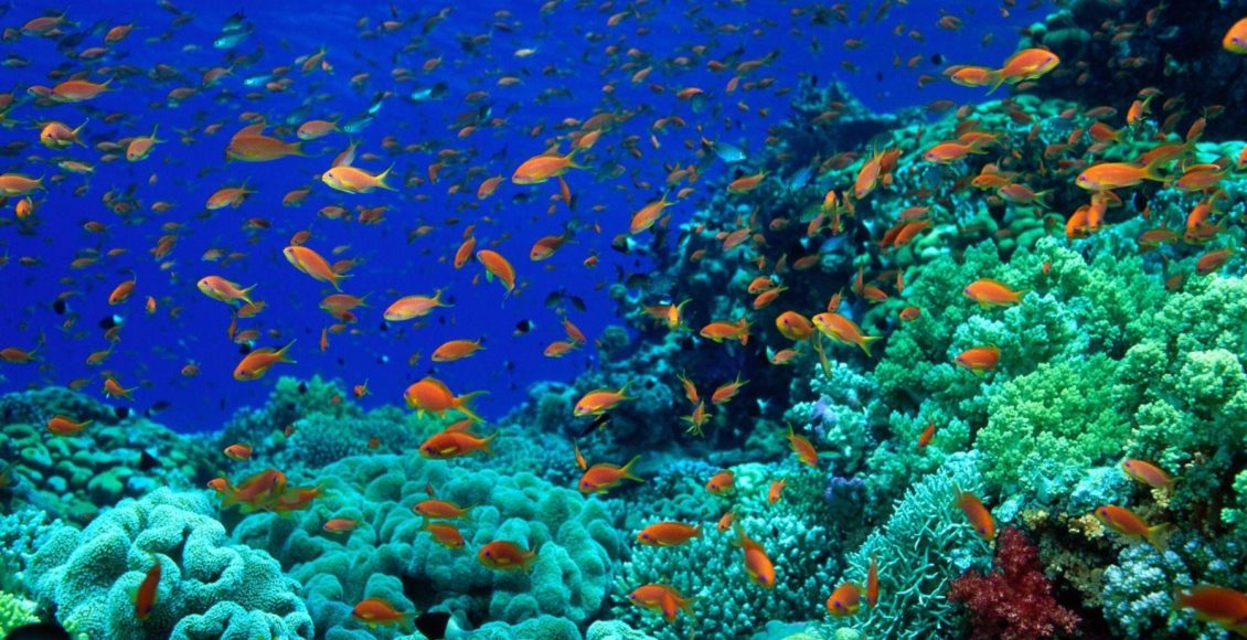 Fazendas no fundo do mar? Descubra como funcionam essas propriedades