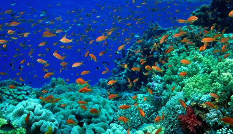 Fazendas no fundo do mar? Descubra como funcionam essas propriedades