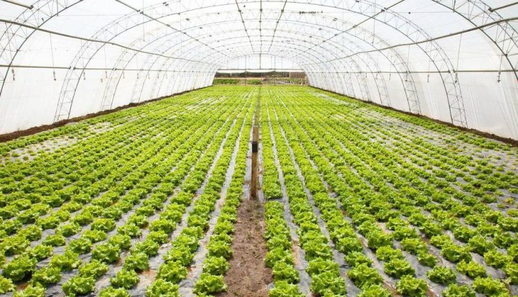 Você sabia que dá para cultivar sem se preocupar com a falta de chuva ou o ataque de pragas?