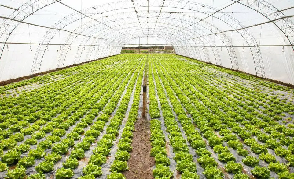 Você sabia que dá para cultivar sem se preocupar com a falta de chuva ou o ataque de pragas?