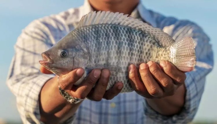 Saint Peter ou Tilápia? Descubra as diferenças entre os dois peixes