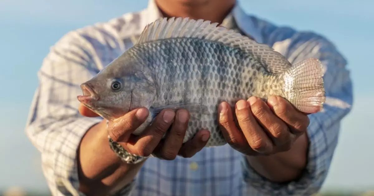 Saint Peter ou Tilápia? Descubra as diferenças entre os dois peixes
