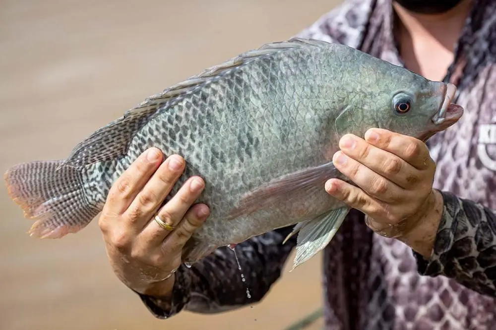 Tilápia é realmente um peixe? Descubra por que tanta gente duvida
