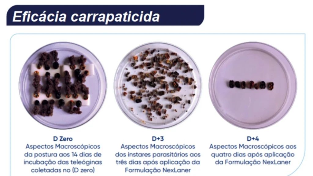Nova solução contra carrapatos bovinos promete eliminar o parasita em até 72 horas