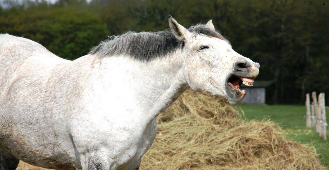 6 sons que os cavalos emitem e seus significados