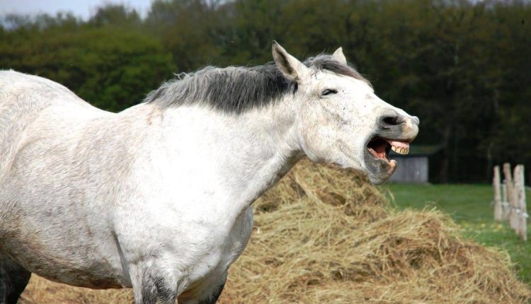 6 sons que os cavalos emitem e seus significados