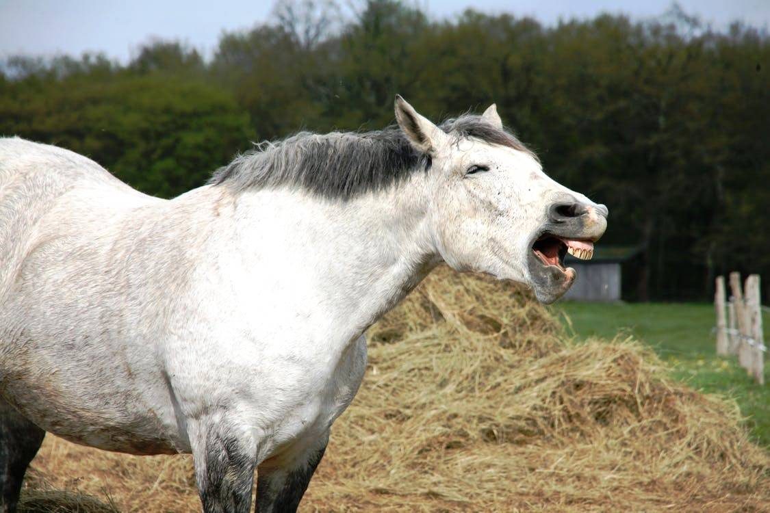 6 sons que os cavalos emitem e seus significados