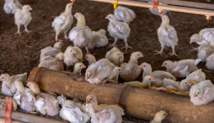 Autoridades brasileiras investigam surtos suspeitos de gripe aviária de alta patogenicidade