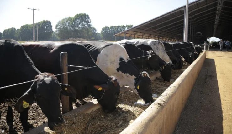 Leitura de cocho: como monitorar e ajustar as sobras de alimentação de vacas em lactação?