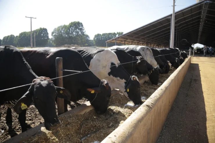 Leitura de cocho: como monitorar e ajustar as sobras de alimentação de vacas em lactação?