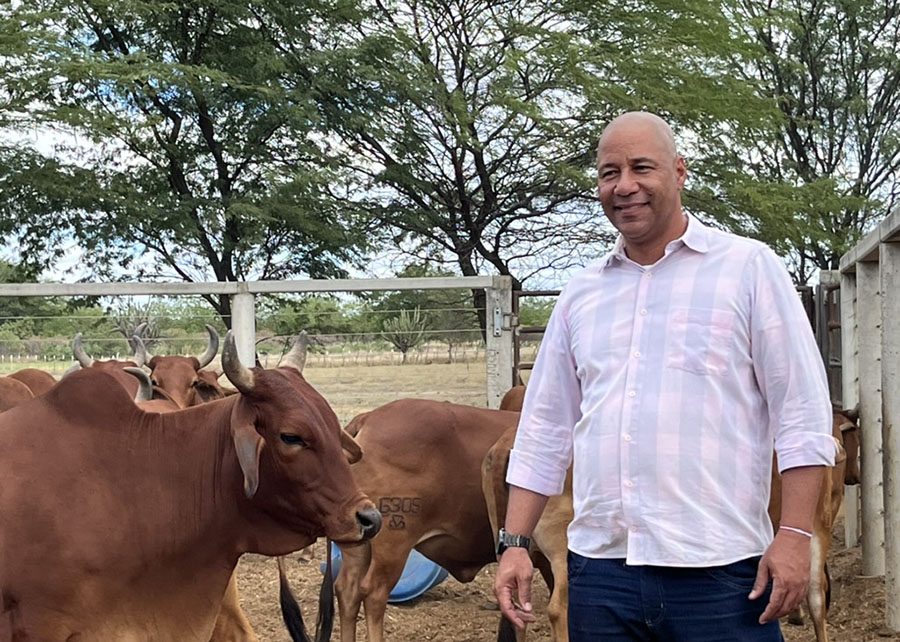 Gado Sindi, raça resistente ao calor, é reconhecido como um dos mais puros do país