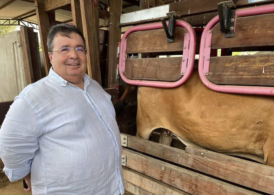 Gado Sindi, raça resistente ao calor, é reconhecido como um dos mais puros do país