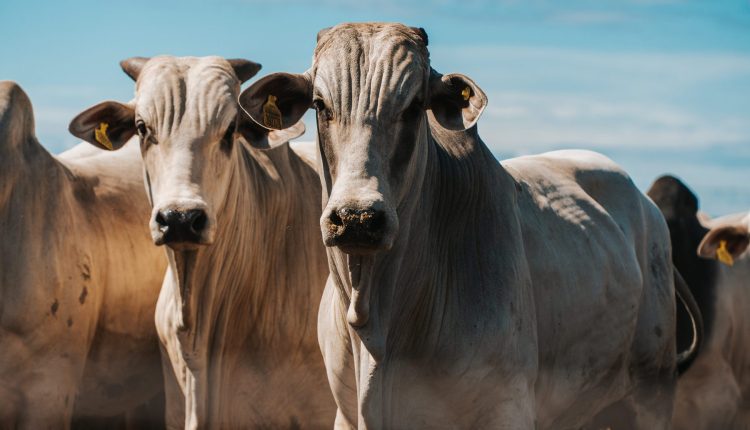 Minerva Foods é a primeira empresa da América do Sul a conquistar selo europeu de bem-estar animal, o Welfair