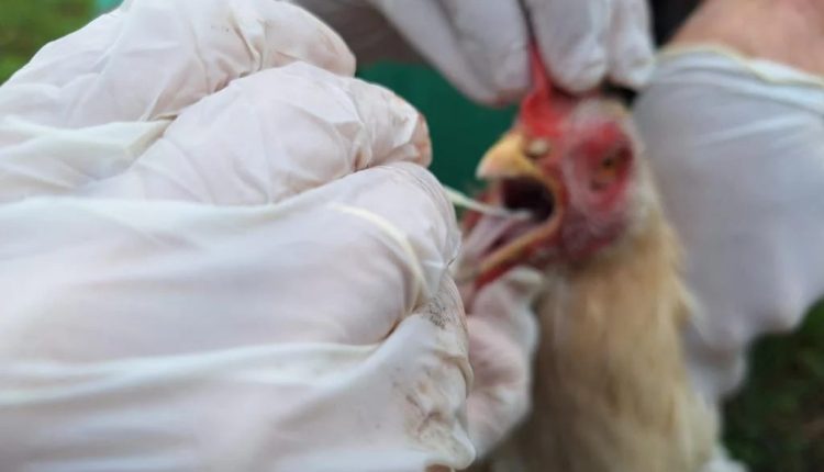 Mato Grosso declara emergência zoossanitária após registro de caso de gripe aviária