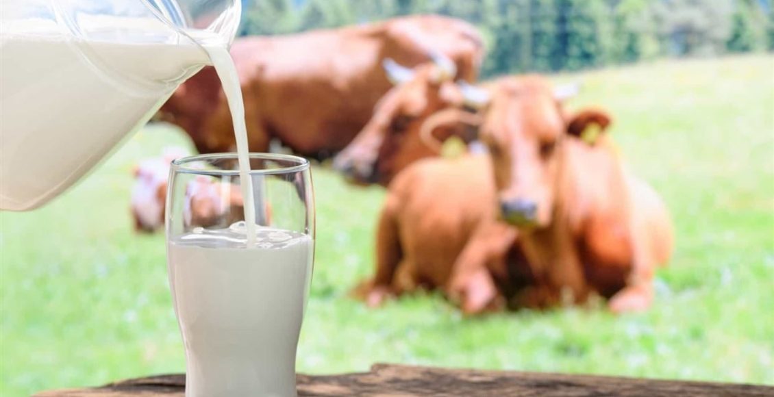 Nutrição, manejo e tecnologia contribuem para ter mais sólidos do leite