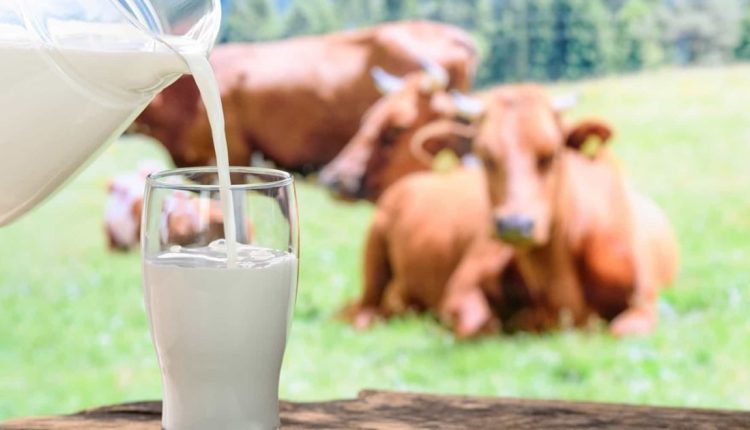 Nutrição, manejo e tecnologia contribuem para ter mais sólidos do leite