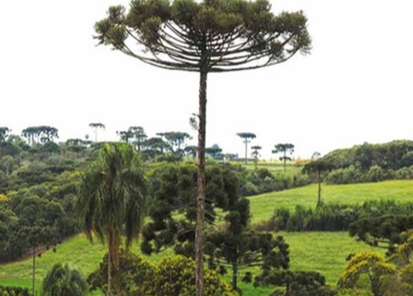 Homem é condenado a mais de 6 anos de prisão por desmatamento na maior reserva de Araucárias do mundo