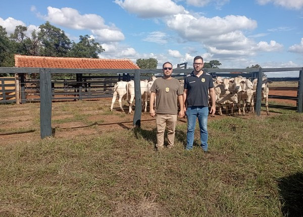 Quase 50 cabeças de gado furtadas são recuperadas em Campina Verde; 50 mil litros de leite desviados foram apreendidos