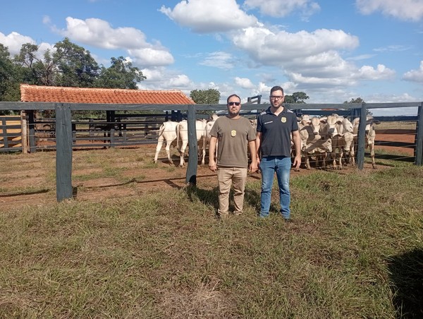 Quase 50 cabeças de gado furtadas são recuperadas em Campina Verde; 50 mil litros de leite desviados foram apreendidos