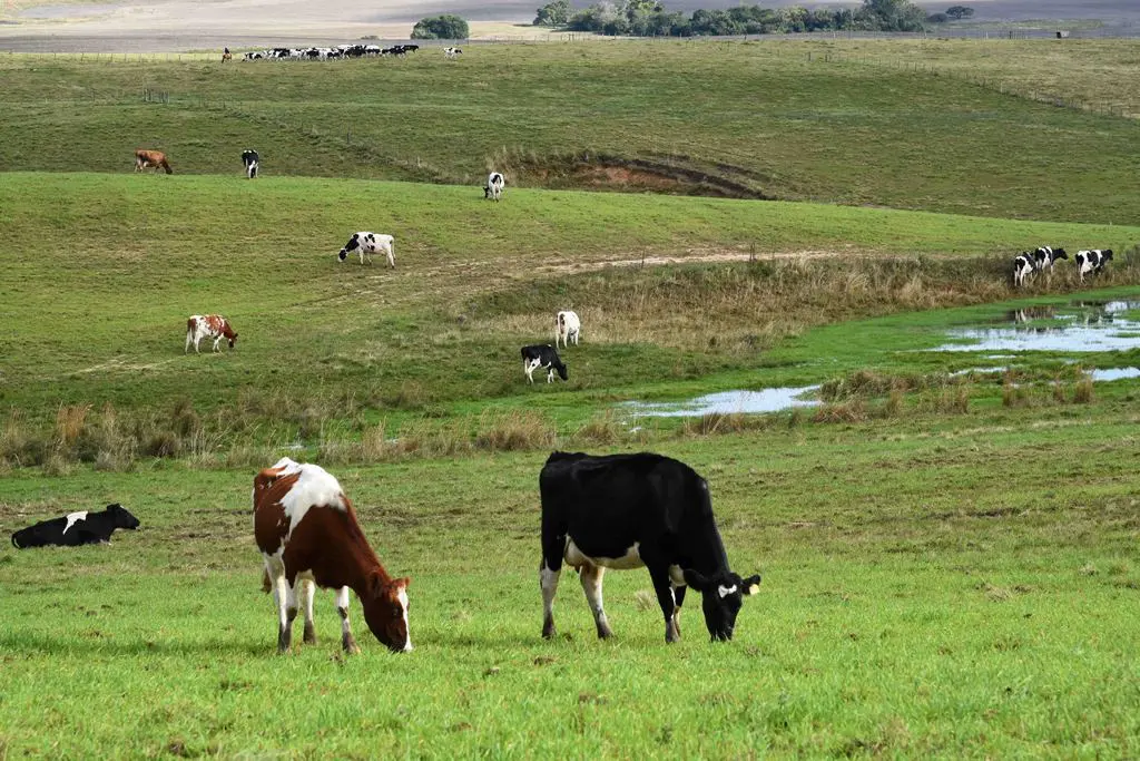 Estresse térmico impacta produção de leite no outono no RS
