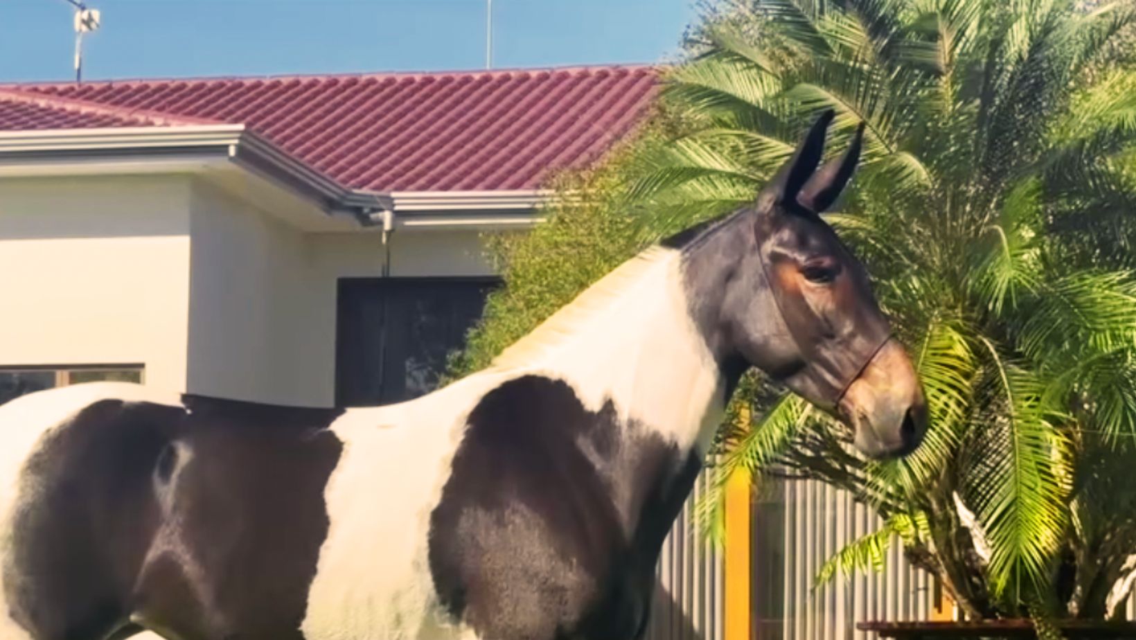 mula de nome Panorama Santos Reis - mula de patrao