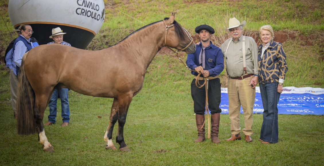 rei do gado cavalo crioulo