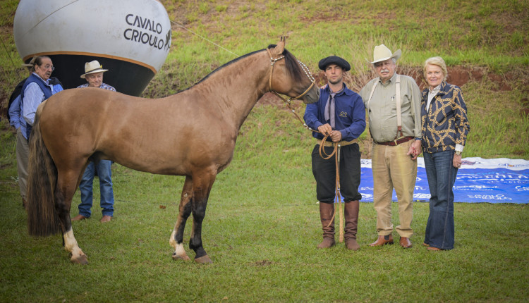 rei do gado cavalo crioulo