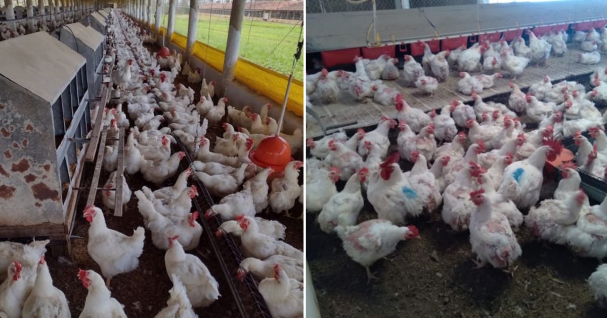 Sistema de criação de matrizes de corte pesada com linha de ninho manual (esquerda) e ninhos mecânicos (direita). Fonte: Autor