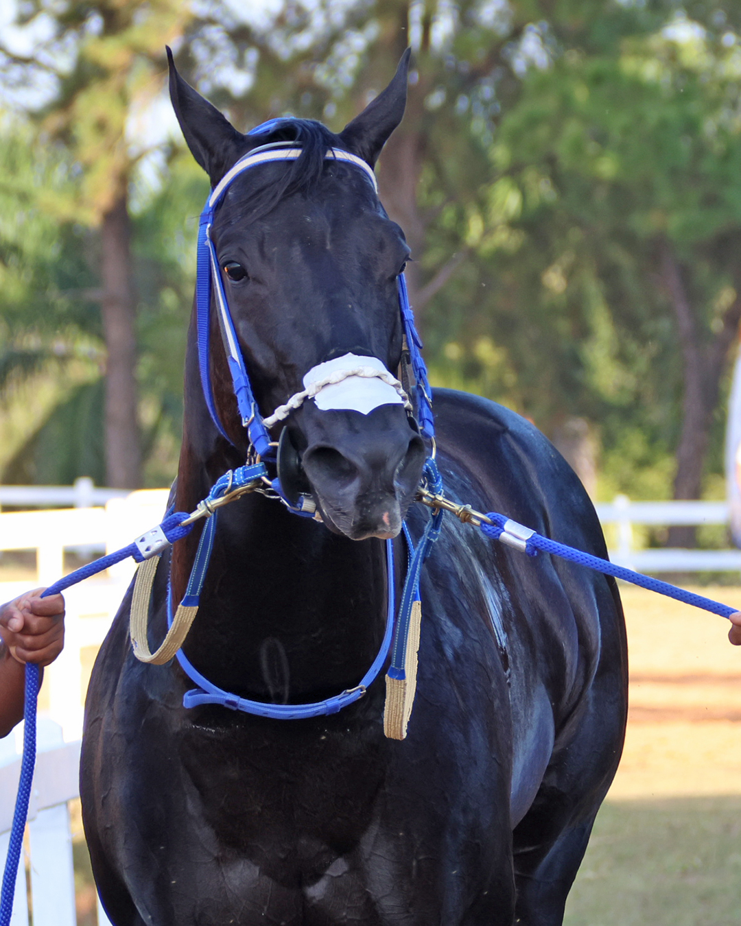 Mega Race quebra recordes e Anjo Dourado HFSJ é o campeão da Corrida do Milhão