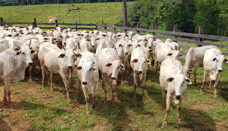 Criação de bezerros no Acre precisa se modernizar para garantir sustentabilidade da pecuária